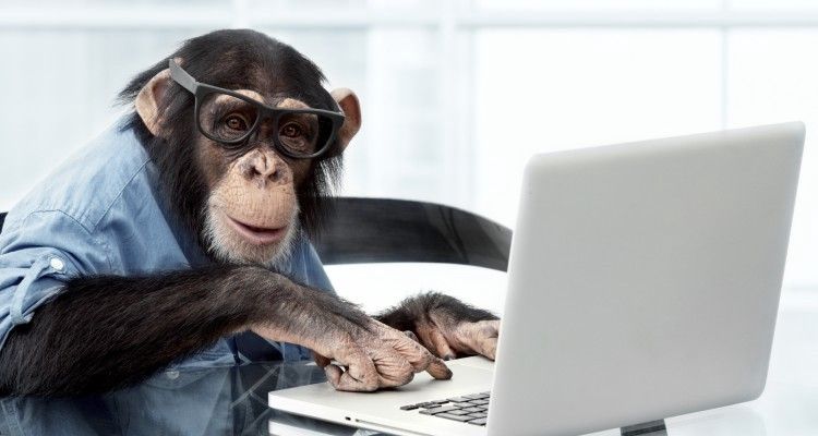 A monkey at a computer