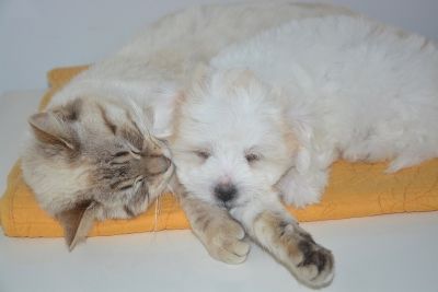 Dogs and Cats living together