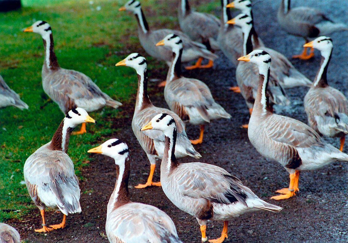 Geese, one looking backwards