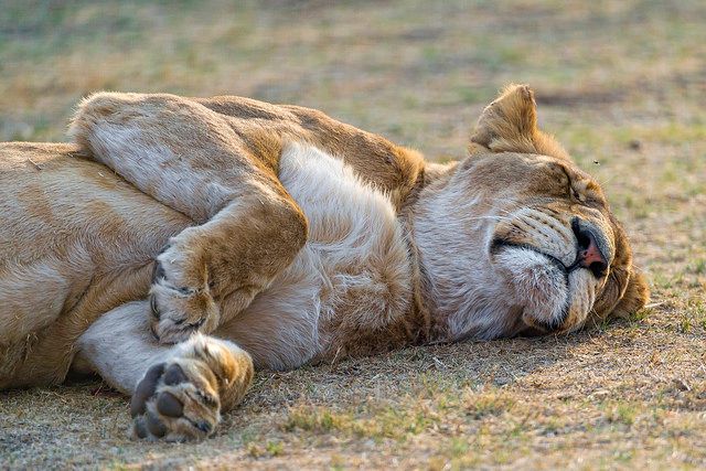 Lazy Lioness
